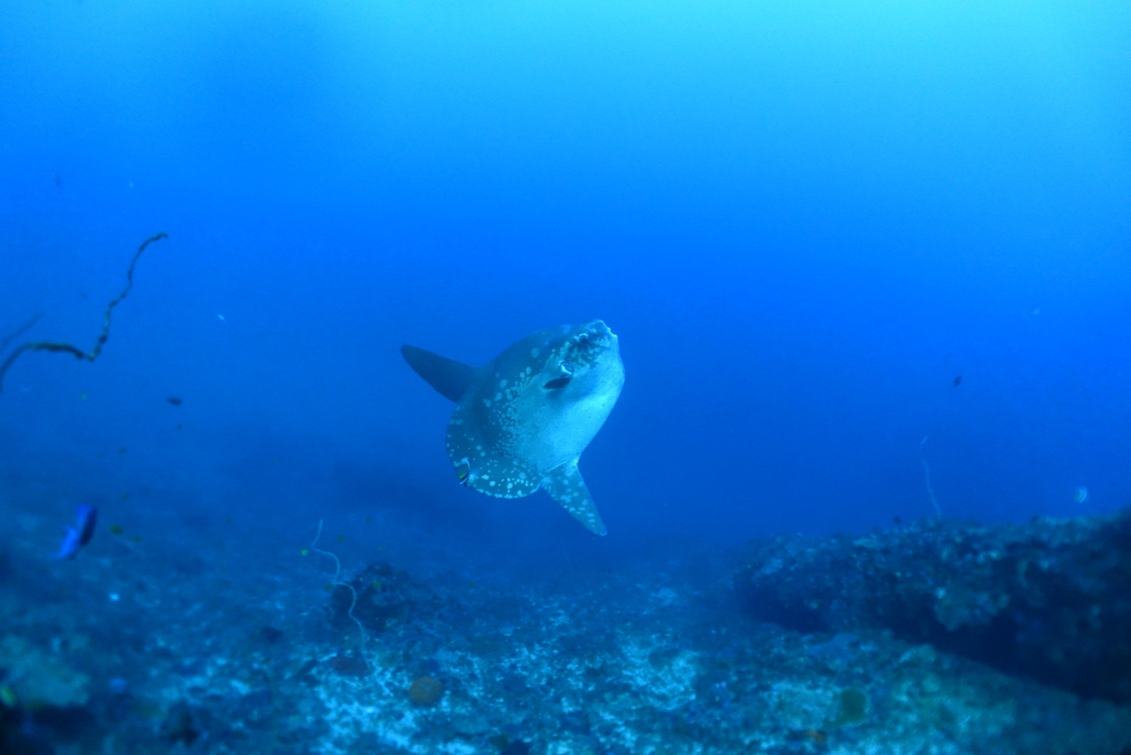 Mola Mola