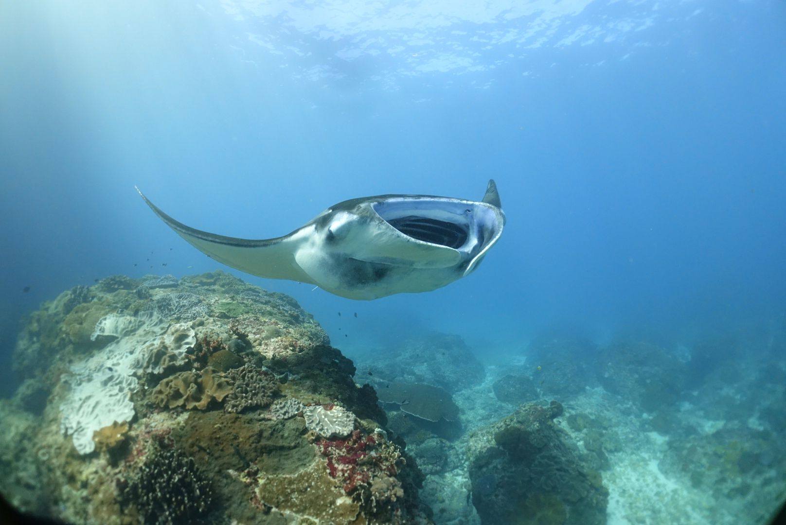 Manta In Nusa Penida